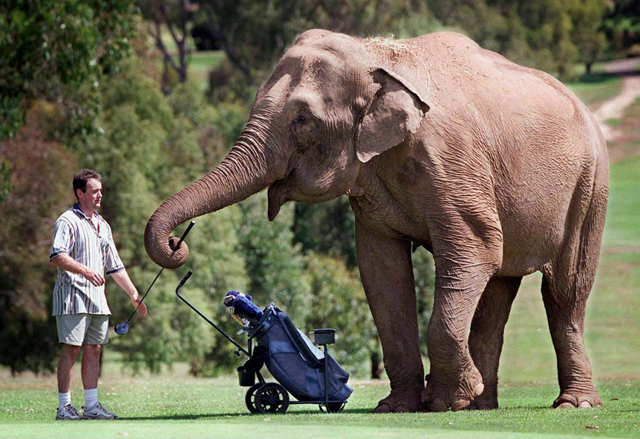Golfing Elephant