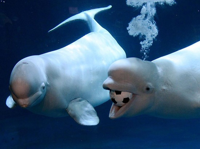 Beluga whales playing soccer