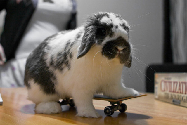 Skateboarding bunny