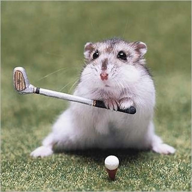 Hamster playing Golf