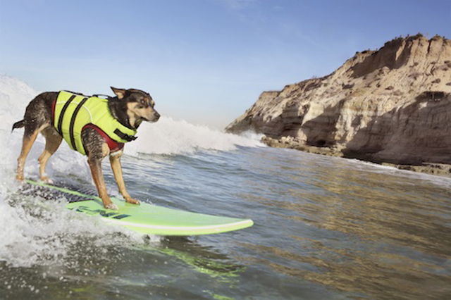 abbie-g-longest-wave-surfed-by-a-dog-5