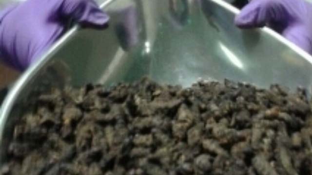 Caterpillars found, Dried Caterpillars, Caterpillars in luggage at Gatwick airport