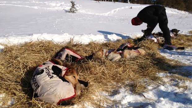 Mitch Seavey oldest Iditarod winner 53 years old