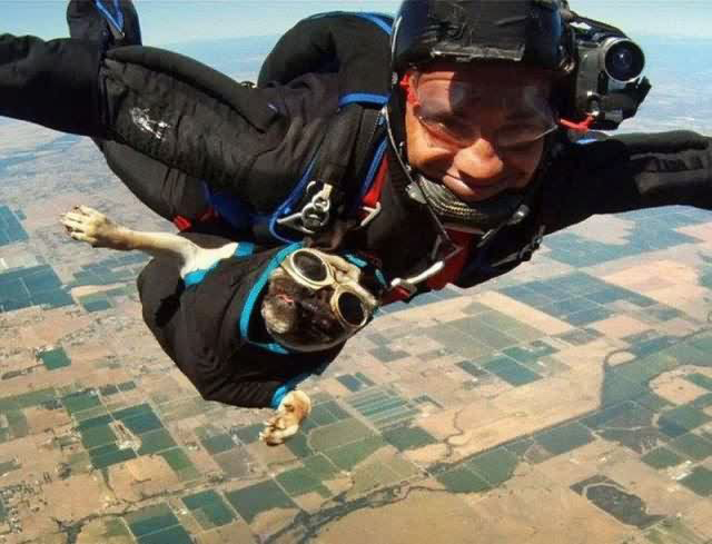 skydiving-dog