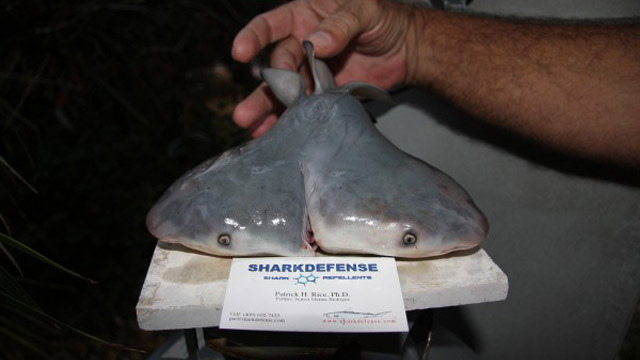 A two headed shark was found by a fisherman off the coast of the Florida Keys