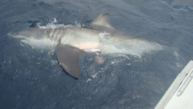 Great White Shark Florida 