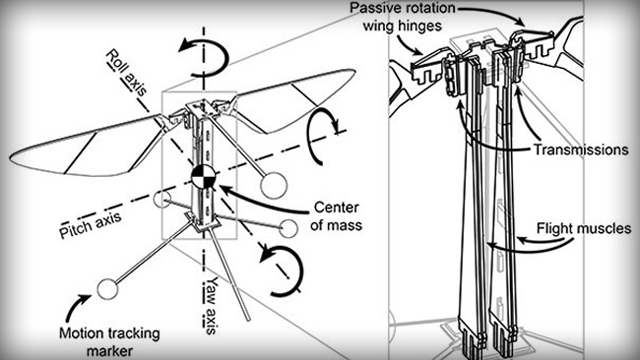 Anatomy of Robotic Fly