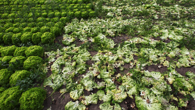 lettuce, field, farm