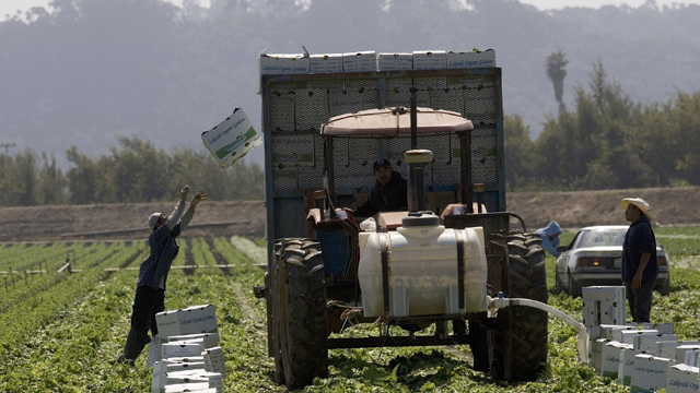 farm, lettuce, workers, field