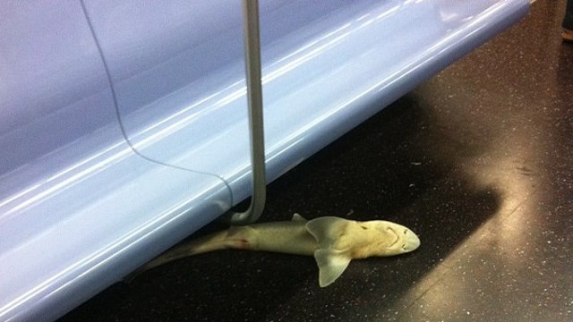 Shark Week, Shark Found on Subway