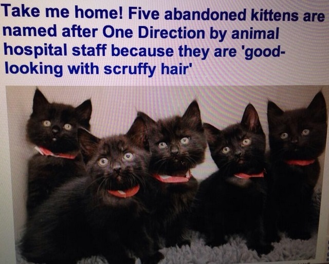 One Direction Kittens Blue Cross, 1D Kittens, Adopt One Direction Kittens Hospital