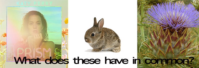 They're all threats to Australian biological diversity. Left to right: Katy Perry's new cd, a European rabbit, and Artichoke Thistle. The latter two are already impacting biodiversity in the island-nation.