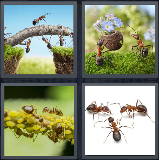 4 Pics 1 Word Answer 4 letters workers with twig, lifting flowers, feeding, insects in circle