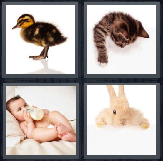 4 Pics 1 Word Answer 4 letters fluffy duckling, little kitten with paw, child with bottle, bunny on white background