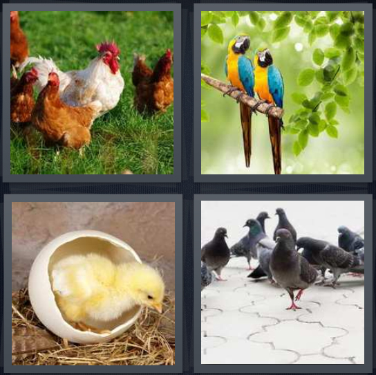 4 Pics 1 Word Answer 4 letters for roosters, parrots on branch, chick in egg, pigeons on sidewalk