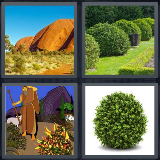 4 Pics 1 Word Answer 4 letters for desert landscape with plants, green garden, cartoon Moses, hedge ball