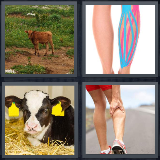 4 Pics 1 Word Answer 4 letters for cow in field, back of leg, baby cow in hay with tags, runner rubbing back of leg