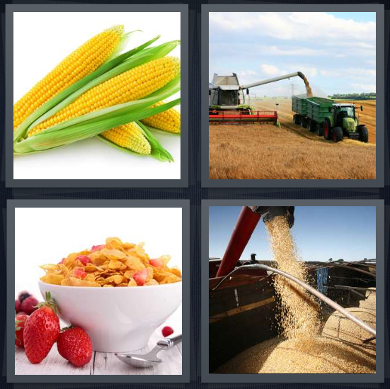 4 Pics 1 Word Answer 4 letters for cob with stalks, field on farm, flakes in bowl, grain sill