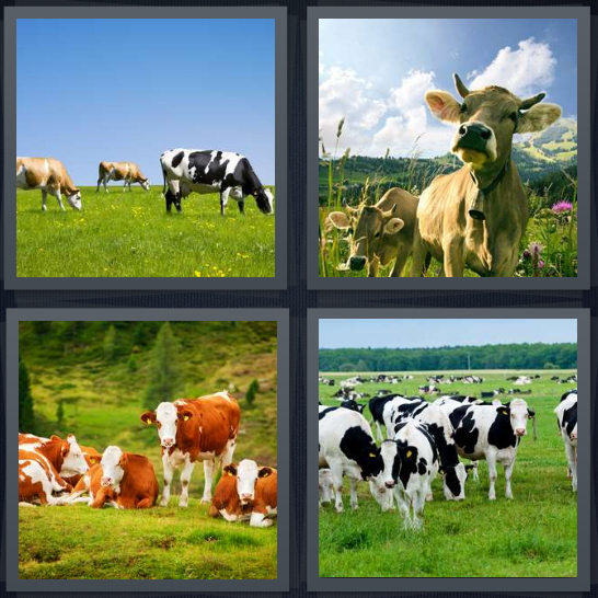 4 Pics 1 Word Answer 4 letters for bovine on hill, calf in field, herd of animals, black and white dairy animals