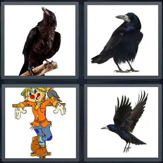 4 Pics 1 Word Answer 4 letters for raven-like bird on twig, bird, cartoon scarecrow, bird in flight with wings spread