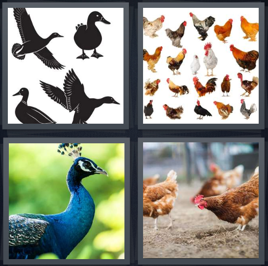 4 Pics 1 Word Answer 4 letters for birds and ducks, hens on white background with one rooster, peacock with blue plume, chickens pecking ground