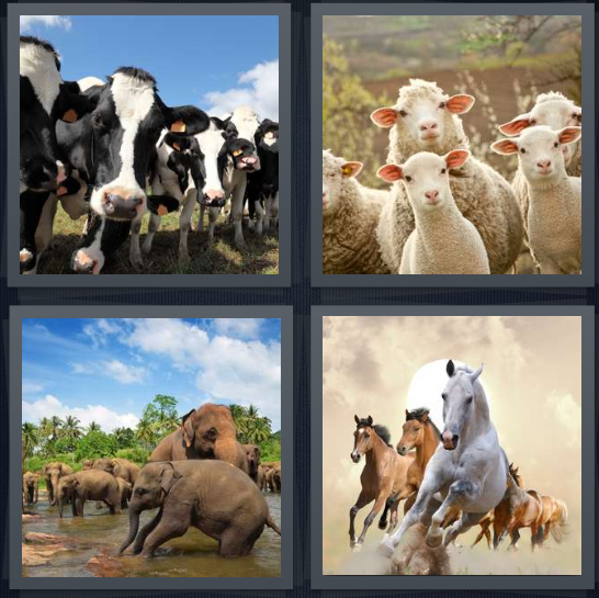 4 Pics 1 Word Answer 4 letters for group of cows, group of sheep, group of elephants, group of horses