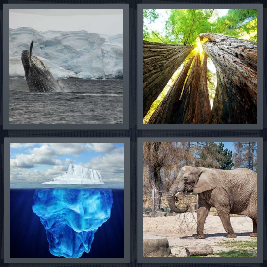 4 Pics 1 Word Answer 4 letters for whale in ocean, redwood trees in California, iceberg below water surface, elephant walking