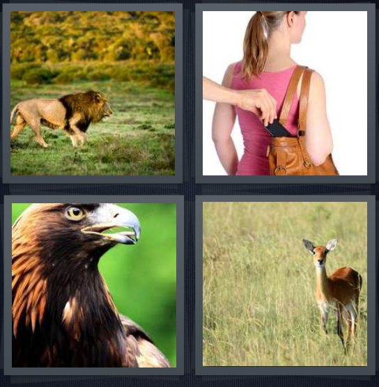 4 Pics 1 Word Answer 4 letters for lion in wilderness on hunt, pickpocket taking phone from purse, bald eagle in wild, deer in grass
