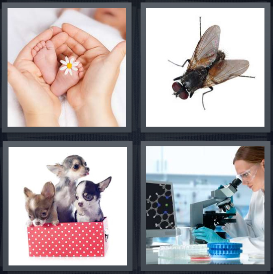 4 Pics 1 Word Answer 4 letters for baby feet in adult hands, fly on white background, puppies in red box, scientist looking through microscope in lab