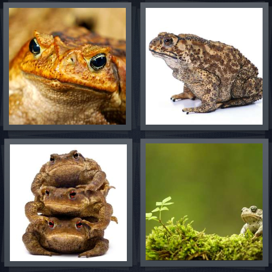 4 Pics 1 Word Answer 4 letters for orange frog on brown background, poisonous frog on white background, three frogs, moss in forest