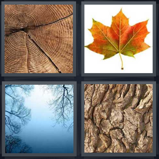 4 Pics 1 Word Answer 4 letters for trunk with rings and split, orange fall autumn leaf, blue sky, bark