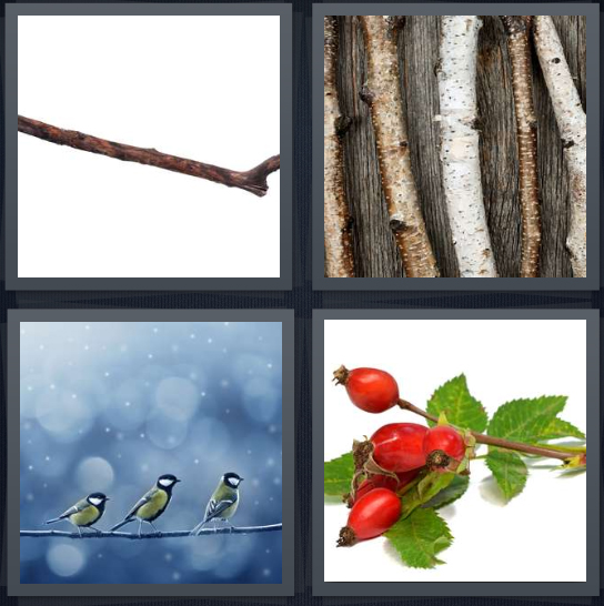 4 Pics 1 Word Answer 4 letters for stick on white background, group of sticks with colored bark, birds on stick with blue background, holly branch