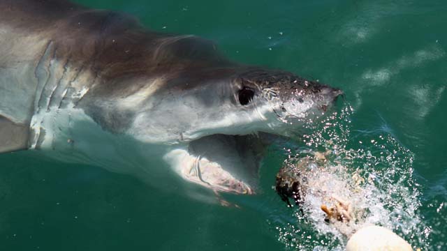 Shark Attack New Smyrna Beach