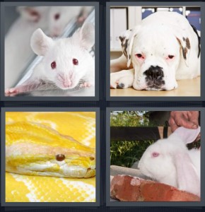 4 Pics 1 Word Answer 6 letters for white mouse with red eyes, white dog with black nose, white and yellow snake, white rabbit with red eyes