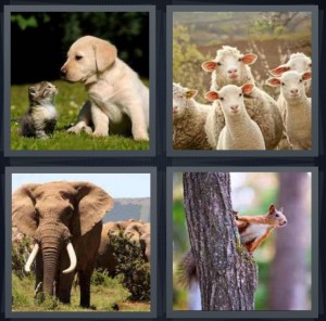 4 Pics 1 Word Answer 6 letters for puppy and kitten together in field, herd of sheep on farm, elephant in while with tusks, squirrel on tree