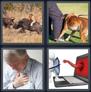 4 Pics 1 Word answers, 4 Pics 1 Word cheats, 4 Pics 1 Word 6 letters lions hunting in wild on boar, large dog biting man leg, man clutching heart having heart problem, computer virus