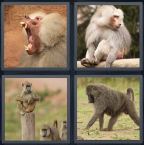 4 Pics 1 Word Answer 6 letters for mouth wide open with teeth bared, monkey on branch, primate sitting on pole with other primates, gorilla walking through field on all fours