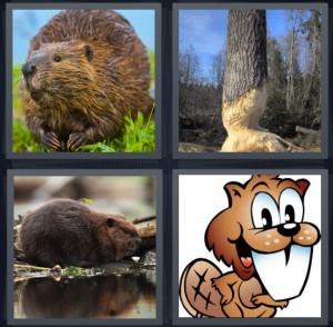 4 Pics 1 Word Answer 6 letters for forest animal with large body, tree almost fell by animals, rodent that lives in creeks makes house in stream, animal with large front tooth cartoon