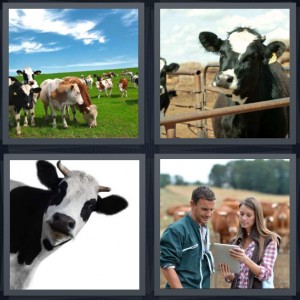4 Pics 1 Word Answer 6 letters for animals grazing in green field, cow pen, cow Heifer looking at camera, ranchers famers with clipboard