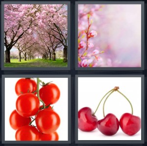 4 Pics 1 Word Answer 6 letters for trees with pink flowers, blossom of fruit tree in spring, tomatoes on the vine, fruit with stems