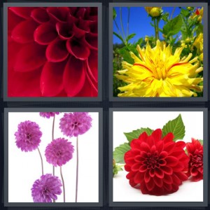 4 Pics 1 Word Answer 6 letters for red petals close up, yellow flower in garden with blue sky, bouquet of purple flowers with stems, red flower with leaves