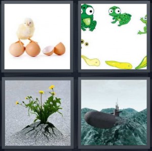 4 Pics 1 Word Answer 6 letters for chick hatching from egg, frog hatching from tadpole, flowers sprouting from pavement, submarine coming out of water
