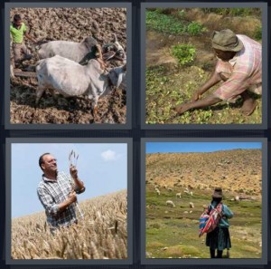 4 Pics 1 Word Answer 6 letters for Indian with ox for plowing field, person planting green crop in dark soil, man harvesting wheat, Andean woman in potato hills with child