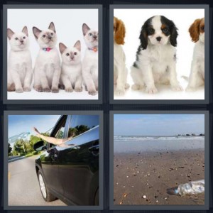 4 Pics 1 Word answers, 4 Pics 1 Word cheats, 4 Pics 1 Word 6 letters group of white kittens, group of cute puppies, person throwing trash from car, dirty beach with trash