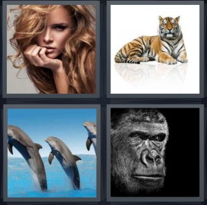 4 Pics 1 Word Answer 6 letters for pretty human model with red hair, tiger with stripes on white background, dolphins jumping out of water, gorilla face on black background