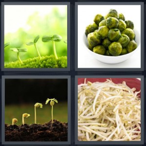 4 Pics 1 Word Answer 6 letters for plant in green grass, brussel vegetable, plant growing in stages, vegetable for sandwiches