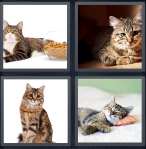 4 Pics 1 Word Answer 5 letters for cat looking at camera, kitten relaxing, feline pet, kitten taking a nap on white carpet
