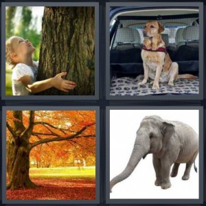 4 Pics 1 Word Answer 5 letters for child hugging tree looking up, dog in back of car, tree with long branches in autumn gold leaves, large elephant on white background