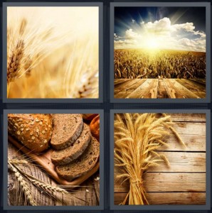 4 Pics 1 Word Answer 5 letters for yellow plant field, sun rising over field with clouds, bread with seeds on crust, grains on wood background
