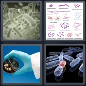 4 Pics 1 Word Answer 8 letters for germs under microscope, poster of different strains of germs and formations, scientist with culture in dish, microbes blue and red